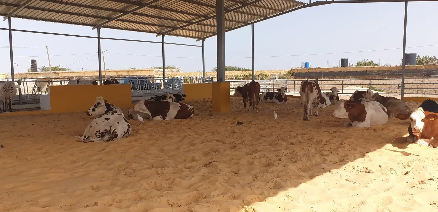 Vaches au repos sur litière de sable dans un abri couvert